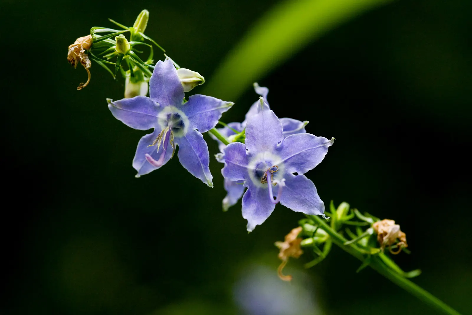 Tall Bellflower (Campanula Americana) — Its starry, blue-violet blossoms bloom from mid-summer to early fall, favoring zones 3-8