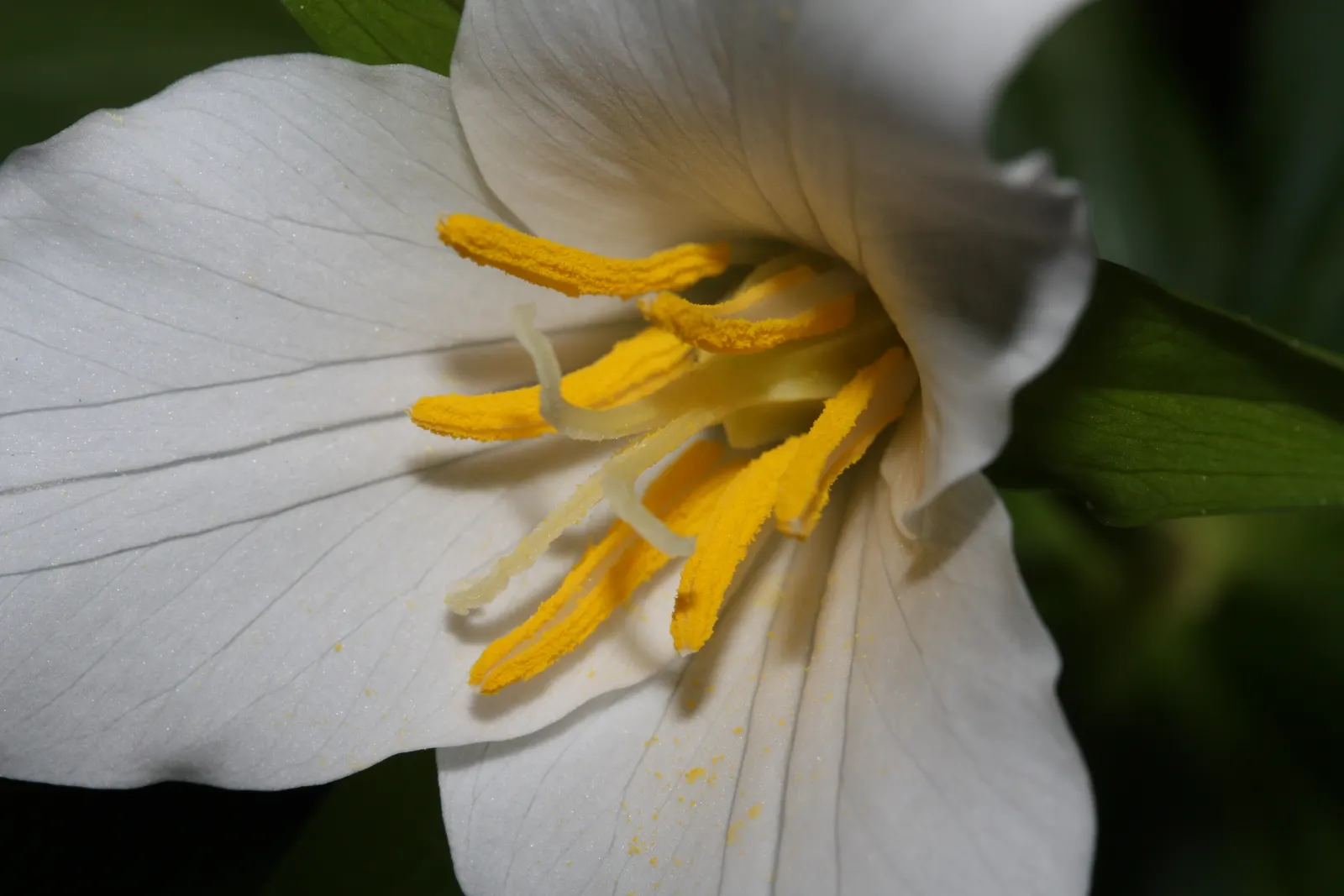 Western Trillium (Trillium Ovatum) — it is renowned for its three-petaled white flowers; white flowers in the garden, image 71