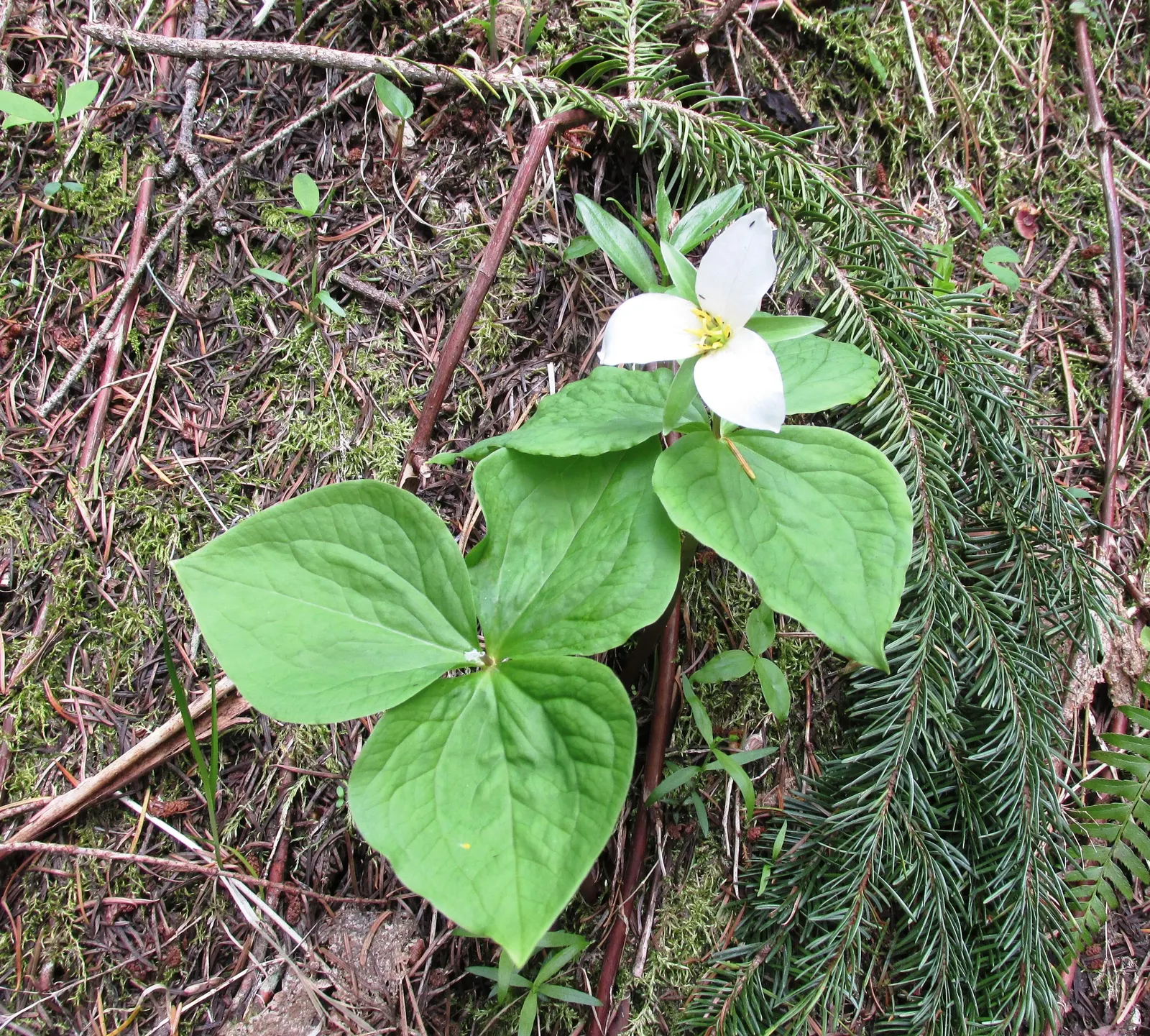Western Trillium (Trillium Ovatum) — bulb / perennial with white blooms; <br><br>The Wood Lily is a low-maintenance species that, once established, requires