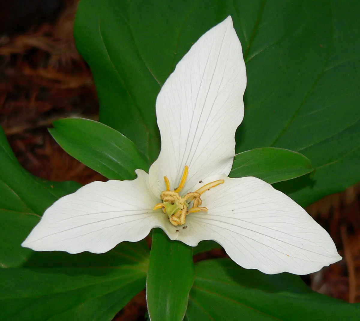 Western Trillium (Trillium Ovatum) — the Wood Lily prefers moist; it is renowned for its three-petaled white flowers, image 77