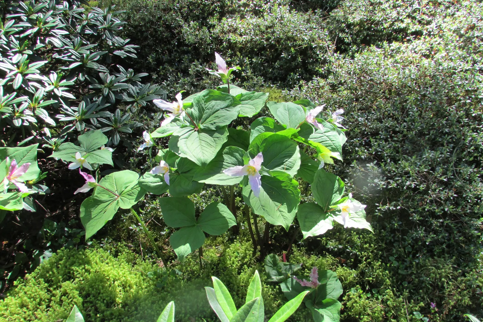 Western Trillium (Trillium Ovatum) — It flourishes under partial to full shade; the Wood Lily will die back to the ground after flowering