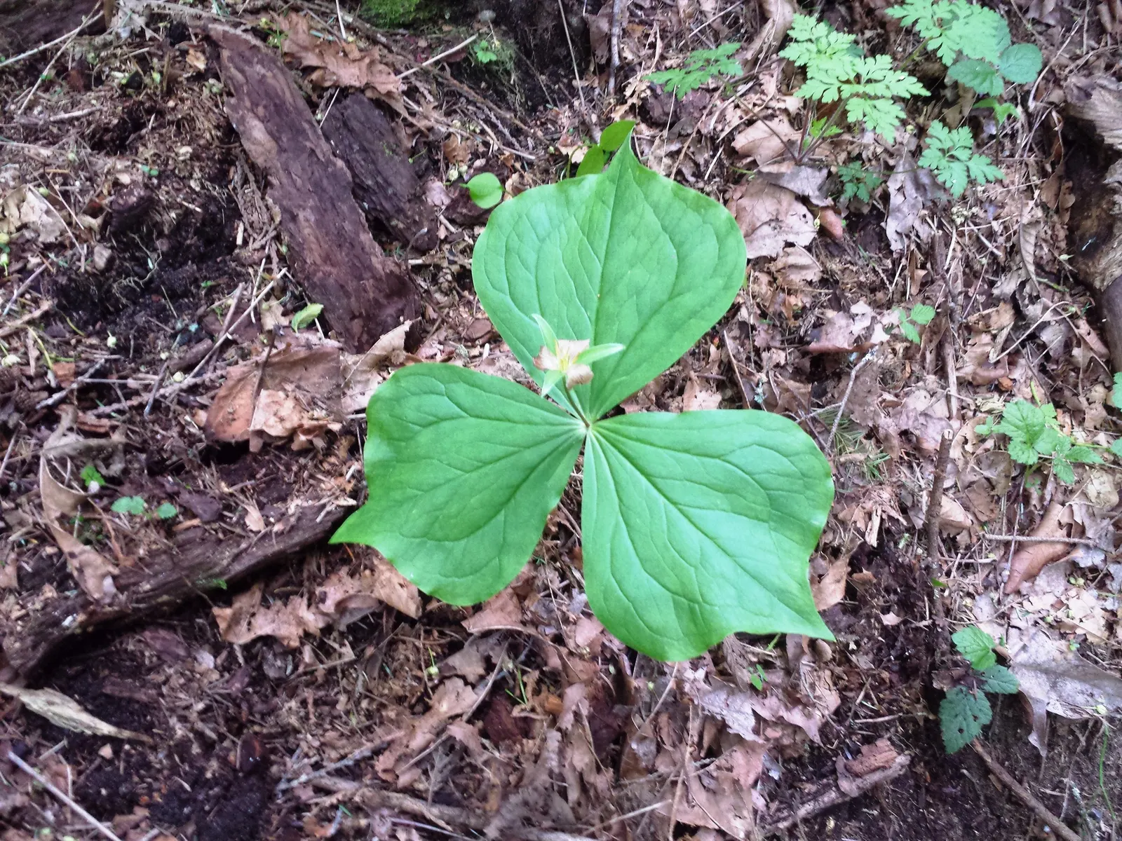 Western Trillium (Trillium Ovatum) — commonly known as the Wood Lily or California Wake Robin; a member of the Trillium family