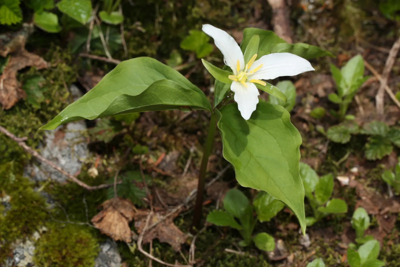 Western Trillium (Trillium Ovatum) — It flourishes under partial to full shade