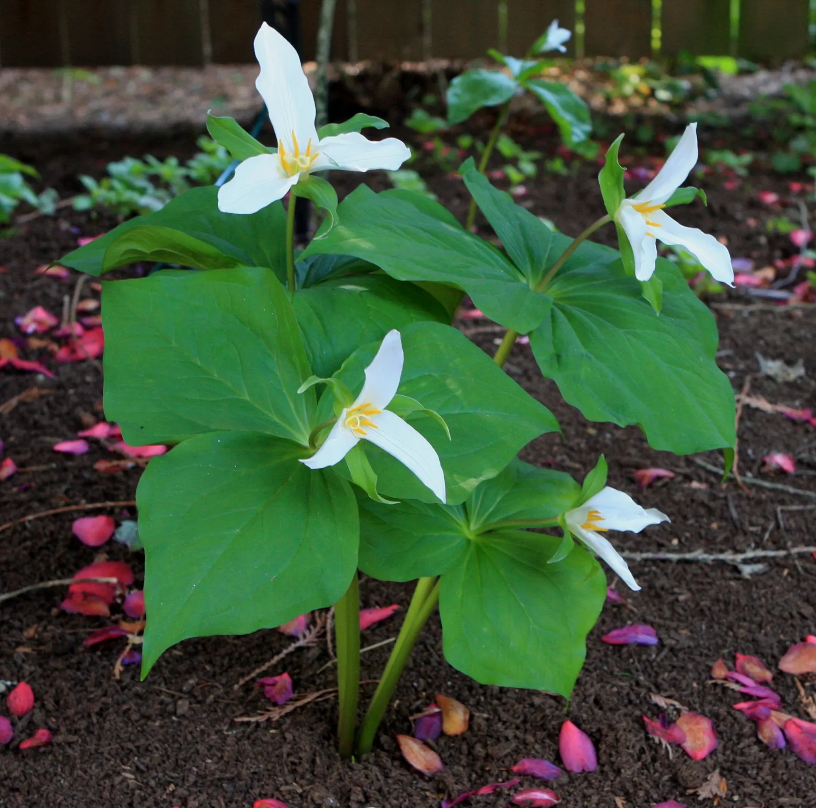 Western Trillium (Trillium Ovatum) — Ideal for woodland gardens, it adds a touch of spring elegance and naturalizes well in USDA zones 5-9; the, image 67