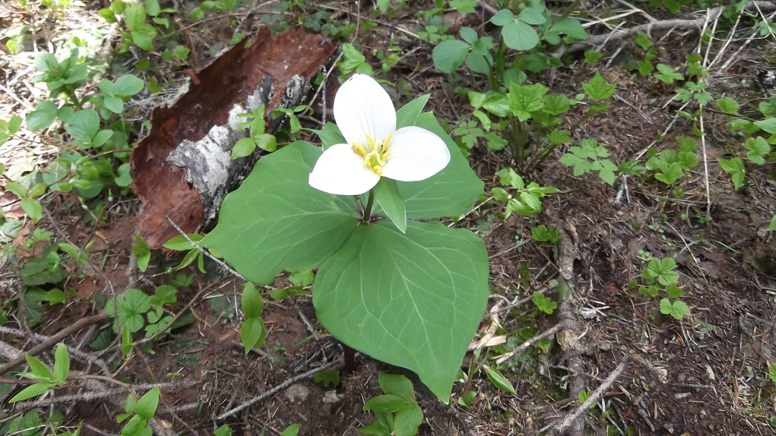 Western Trillium (Trillium Ovatum) — the Wood Lily prefers moist
