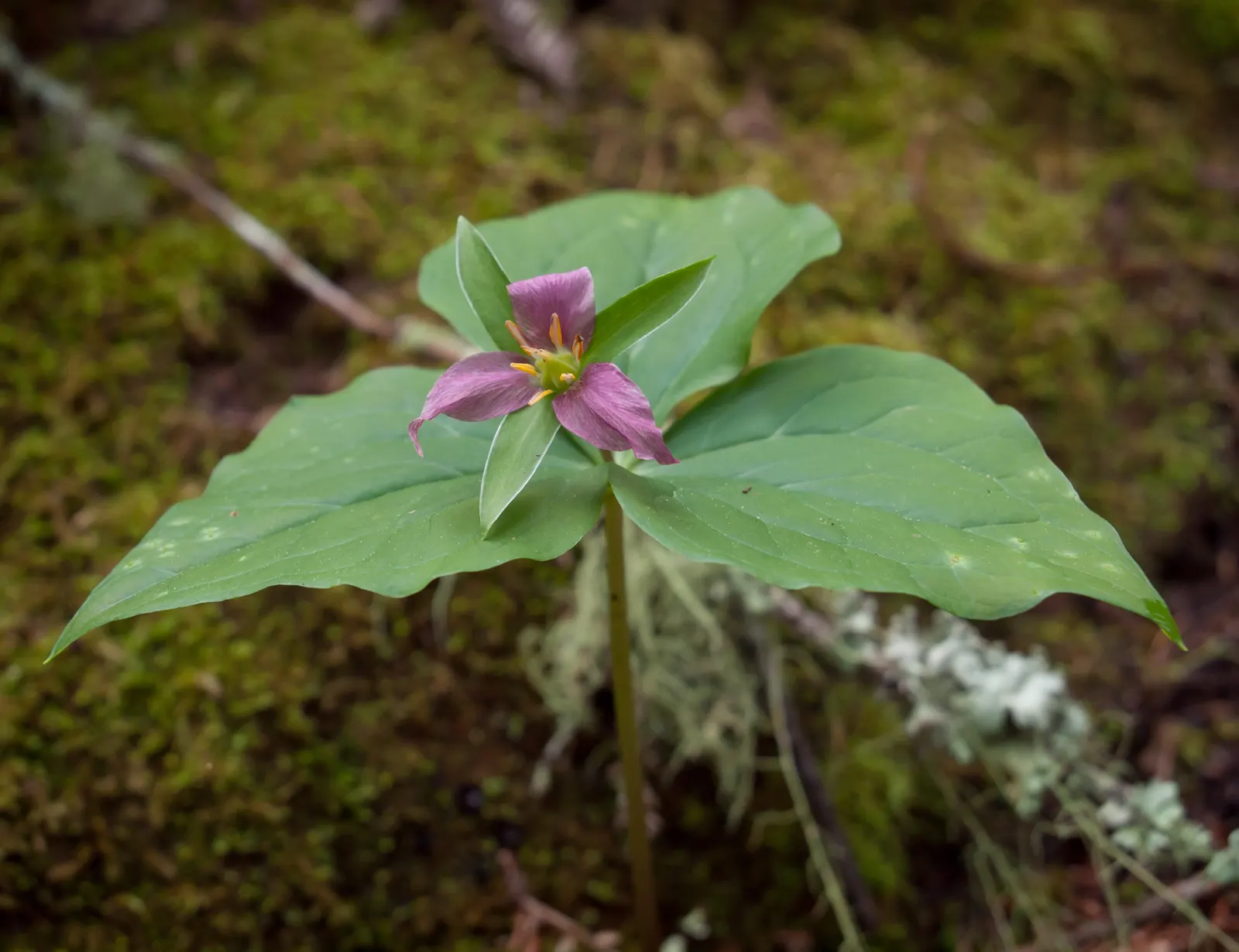 Western Trillium (Trillium Ovatum) — each leaf reaching a span of 2 to 6 inches across