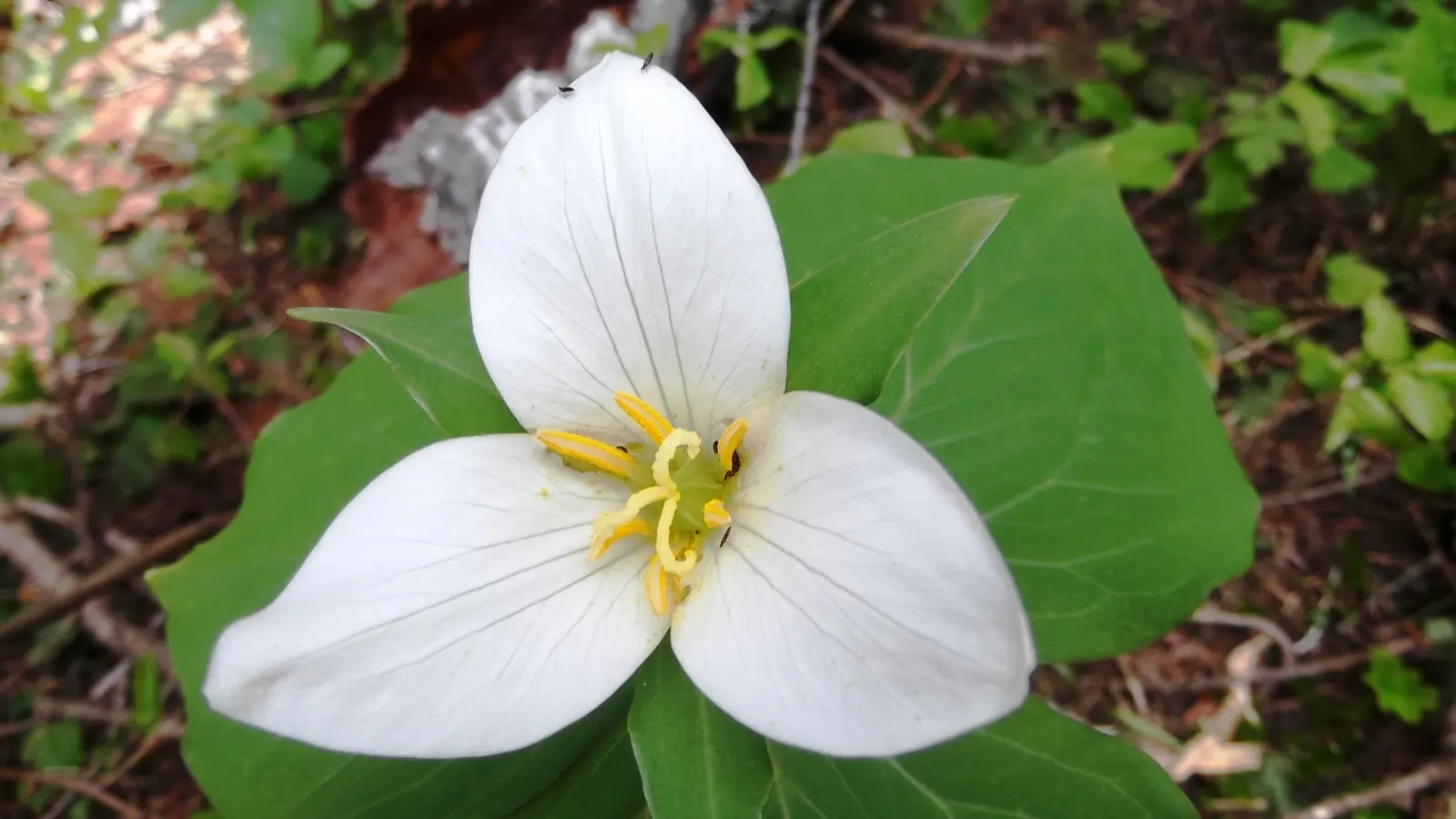 Western Trillium (Trillium Ovatum) — This shade-loving plant thrives in humus-rich