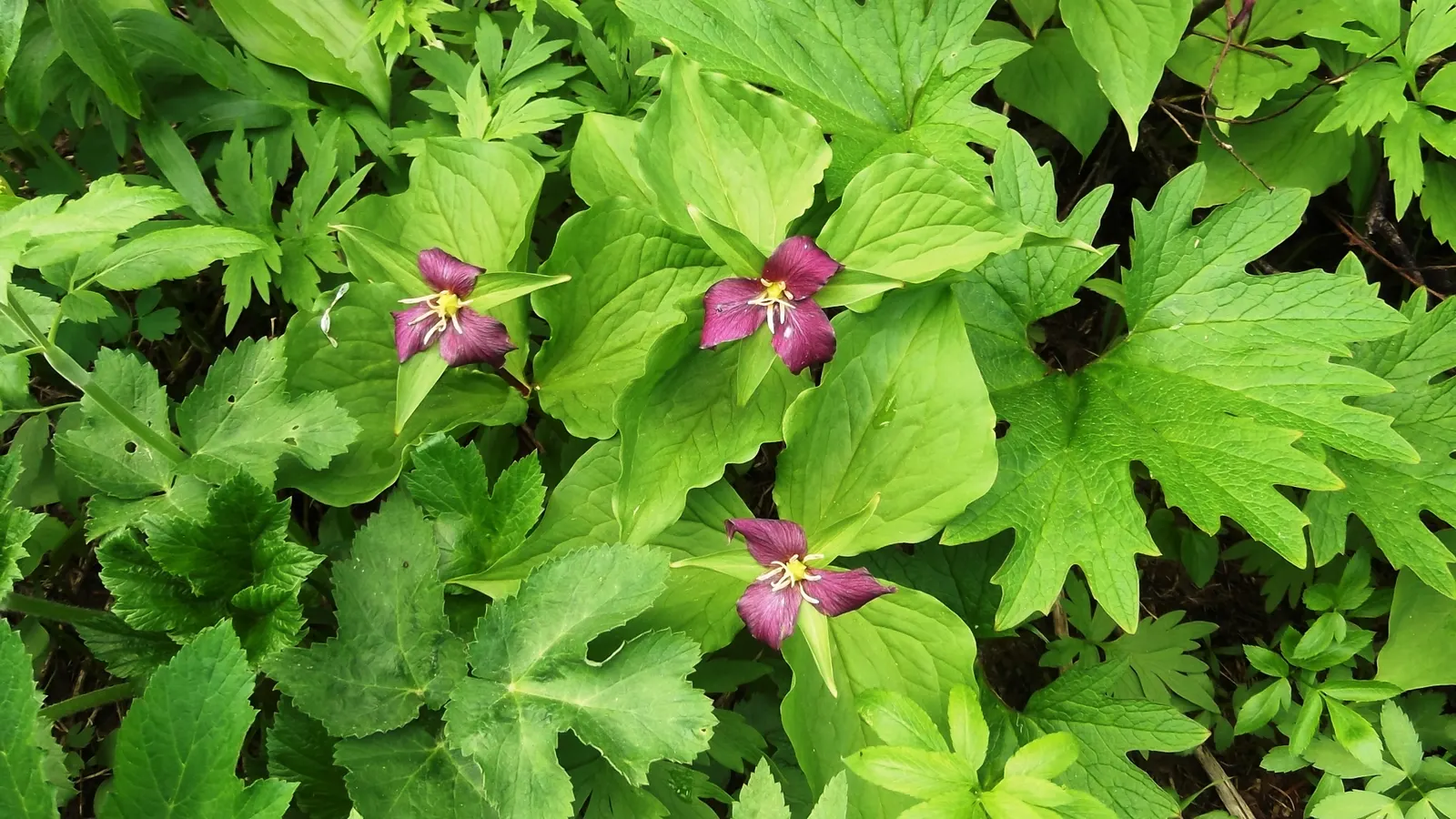 Western Trillium (Trillium Ovatum) — the Wood Lily will die back to the ground after flowering