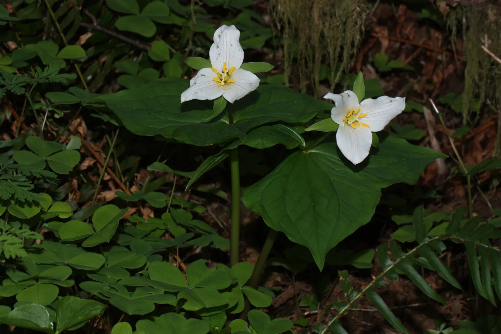 Western Trillium (Trillium Ovatum) — each leaf reaching a span of 2 to 6 inches across; displaying an impressive spread of 2 to 3 inches