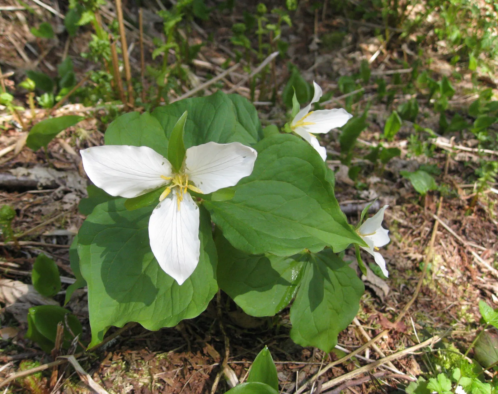 Western Trillium (Trillium Ovatum) — shifting from pristine white to a delicate pink hue.<br><br>Thriving in USDA hardiness zones 5 to 9; it flaunts