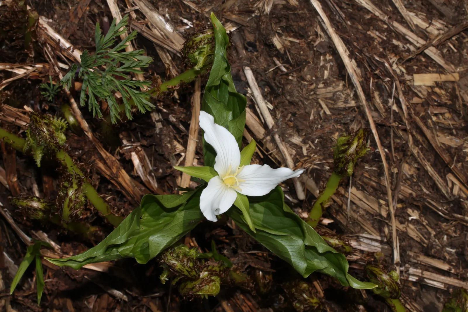 Western Trillium (Trillium Ovatum) — This shade-loving plant thrives in humus-rich; mimicking its natural habitat in the understory of temperate, image 65