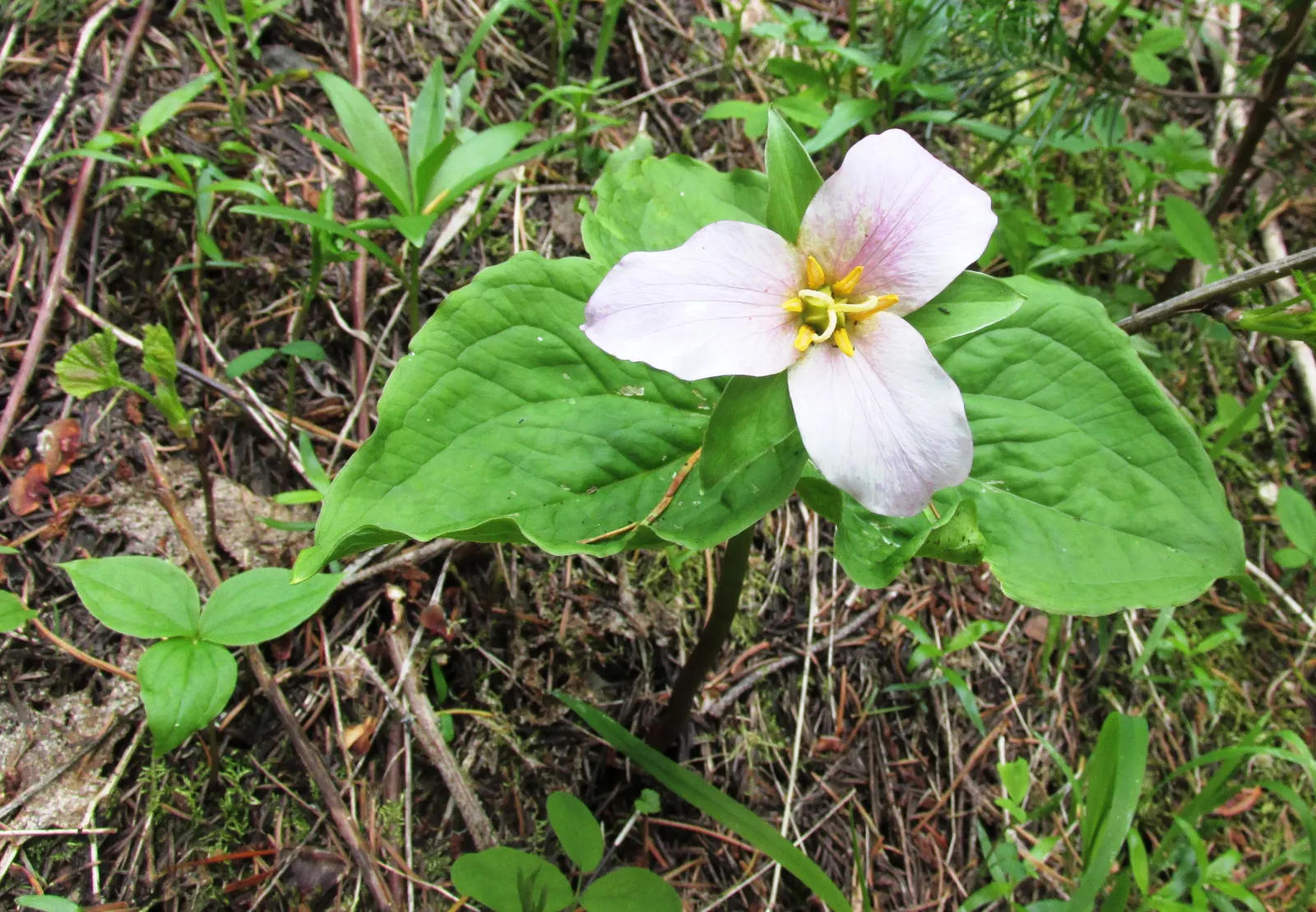 Western Trillium (Trillium Ovatum) — making it suitable for mid-ground planting in shaded garden compositions