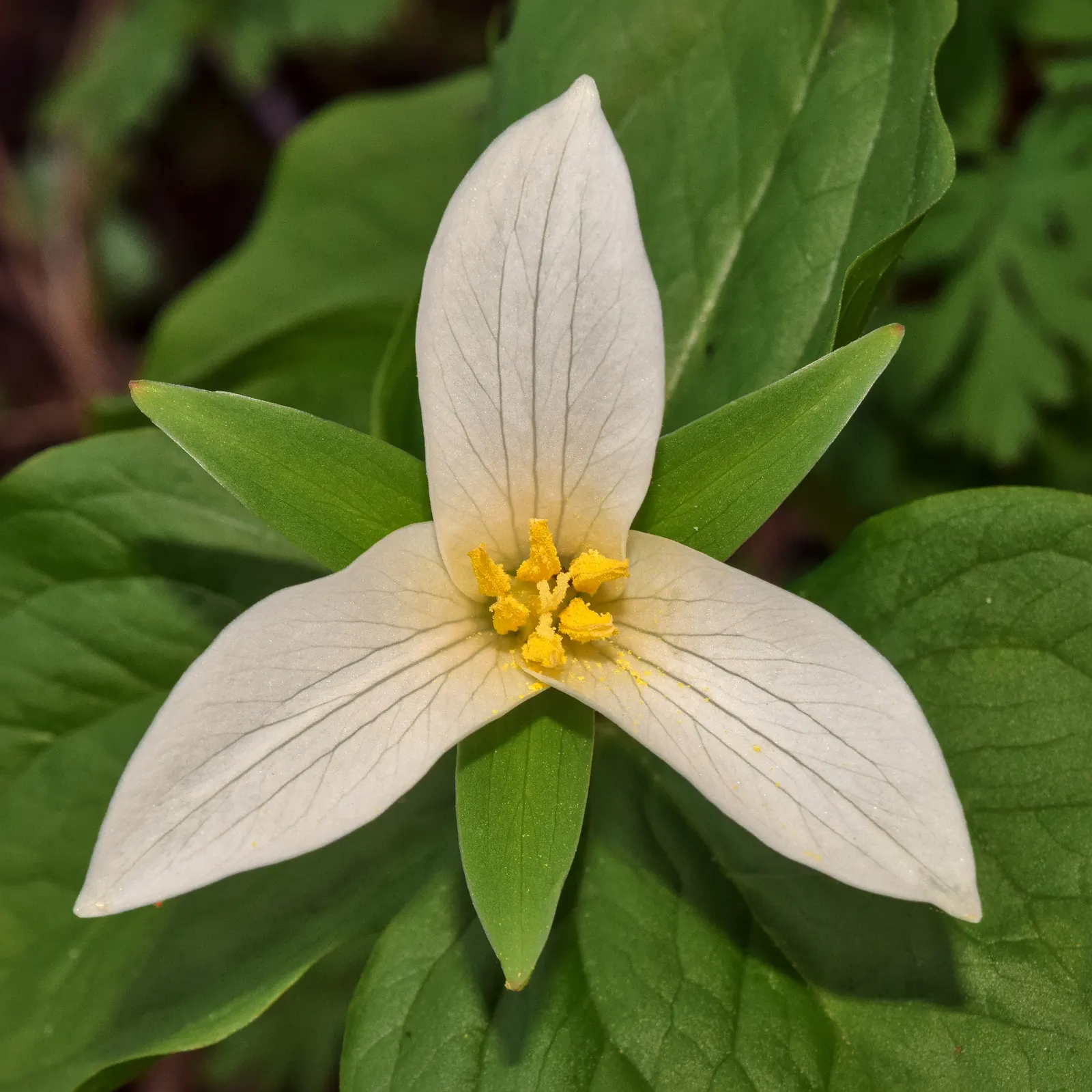 Western Trillium (Trillium Ovatum) — undergo a fascinating transformation as they age