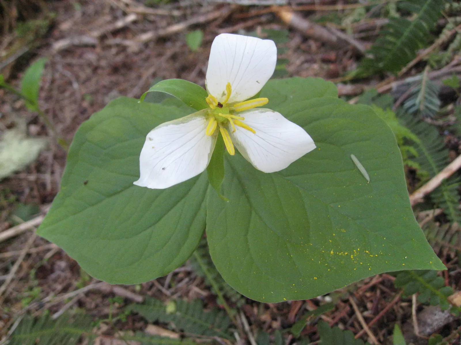 Western Trillium (Trillium Ovatum) — white flowers in the garden; shifting from pristine white to a delicate pink hue.<br><br>Thriving in USDA hardiness zones