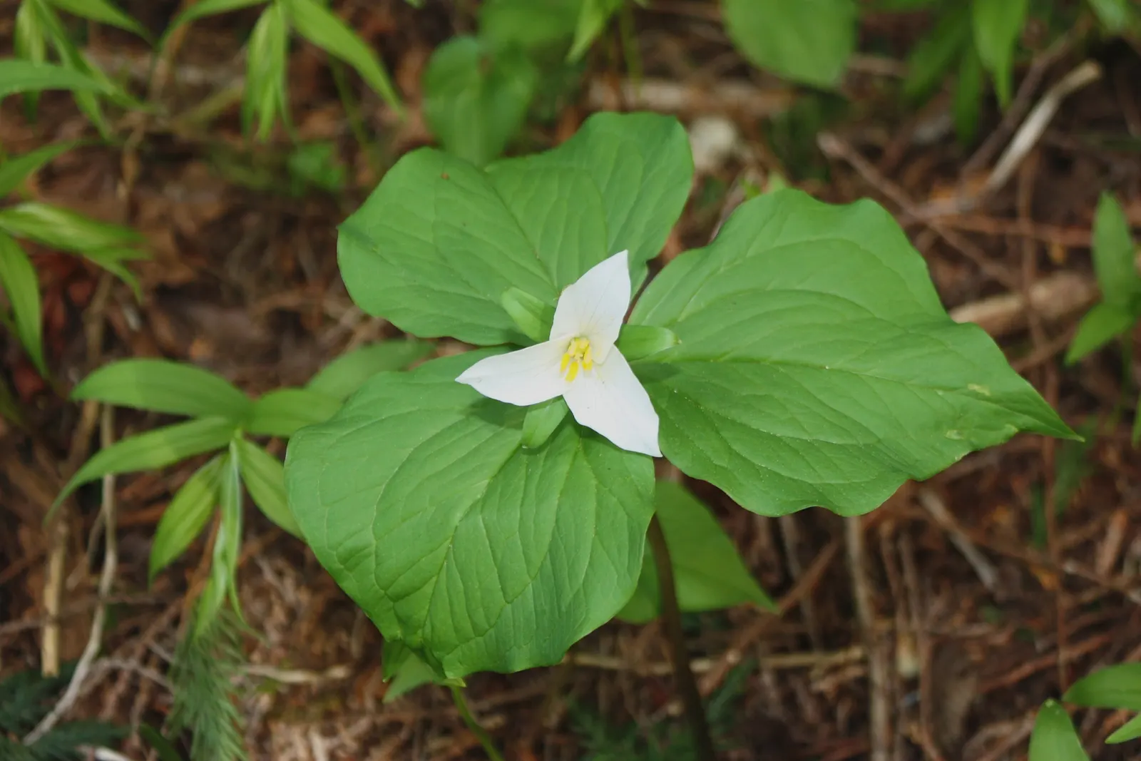 Western Trillium (Trillium Ovatum) — bulb / perennial with white blooms