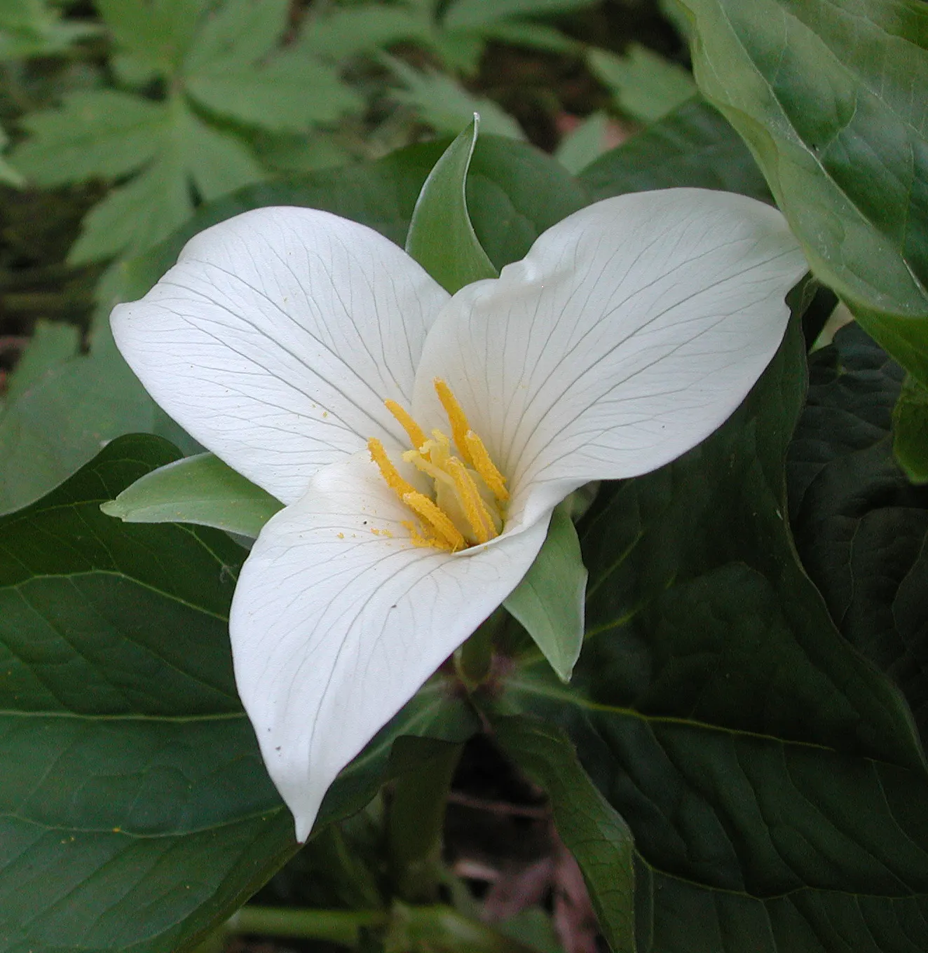 Western Trillium (Trillium Ovatum) — The Trillium ovatum, commonly known as the Wood Lily or California Wake Robin, is a perennial wildflower, image 63
