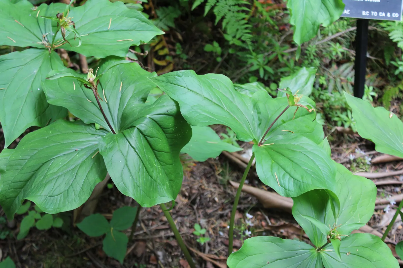 Western Trillium (Trillium Ovatum) — It flaunts three-petaled white blossoms that gradually turn pink, nestled atop a trio of broad, green leaves; each leaf