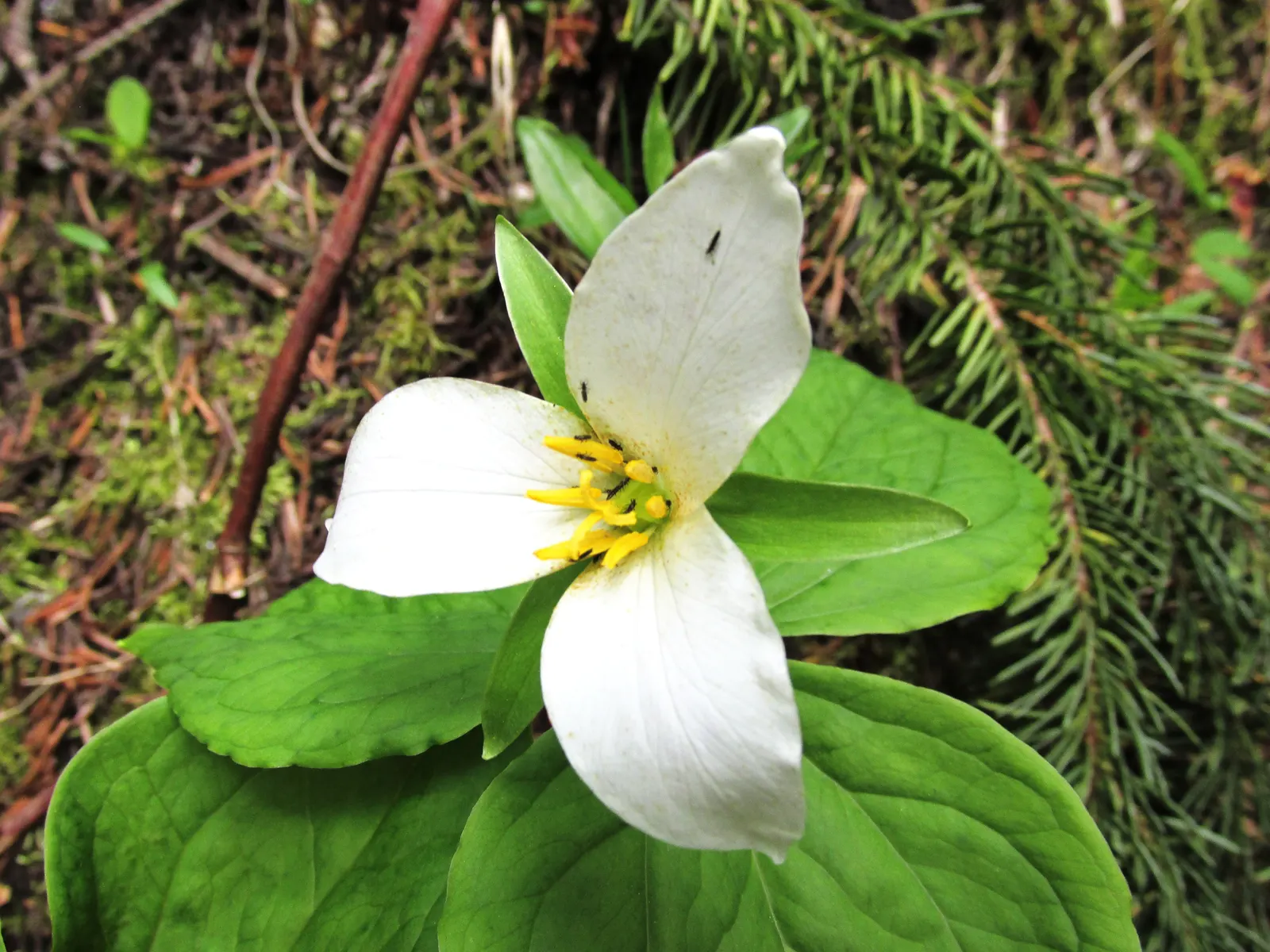 Western Trillium (Trillium Ovatum) — making it suitable for mid-ground planting in shaded garden compositions; undergo a fascinating transformation as they age