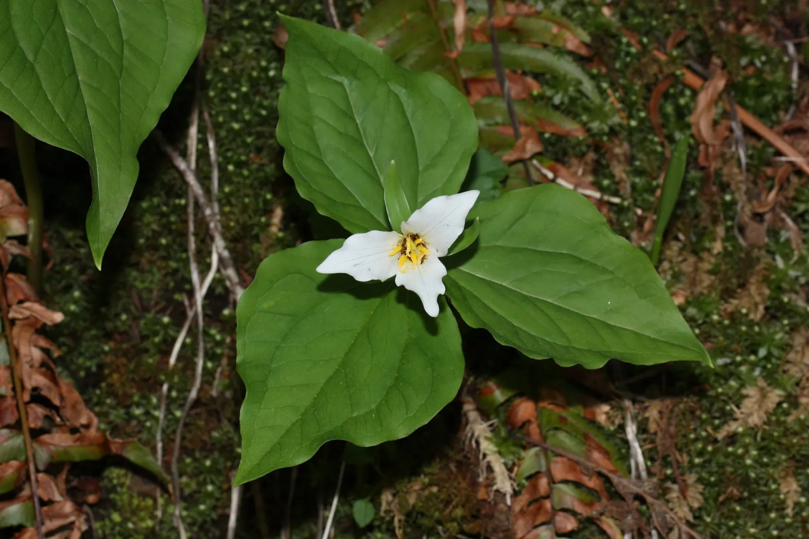 Western Trillium (Trillium Ovatum) — well-drained soil and reaches a modest height of 12 to 18 inches