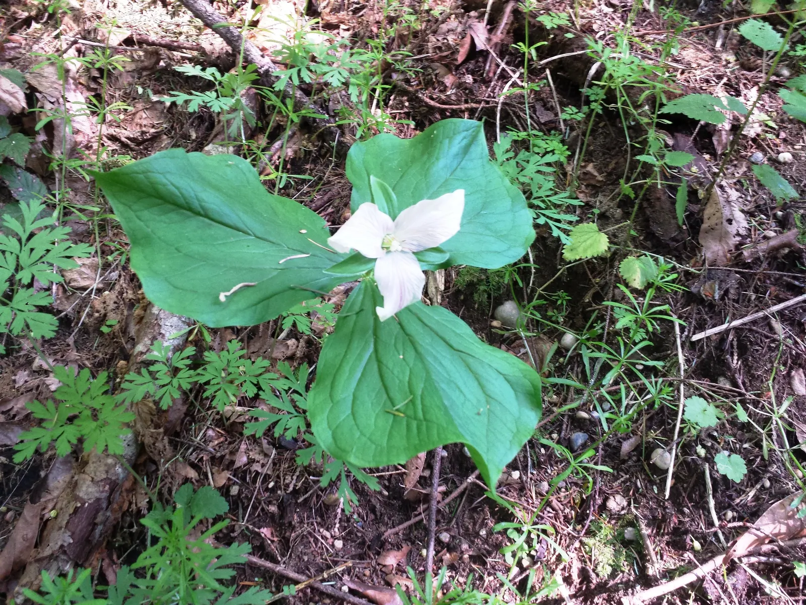 Western Trillium (Trillium Ovatum) — This cycle makes it an excellent complement to spring bulbs and other early emerging perennials; it flourishes under