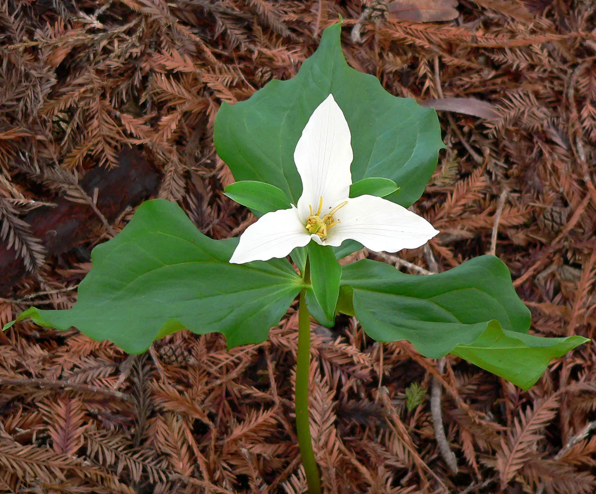 Western Trillium (Trillium Ovatum) — A member of the Trillium family; however, it is pivotal to ensure consistent soil moisture, especially in, image 70