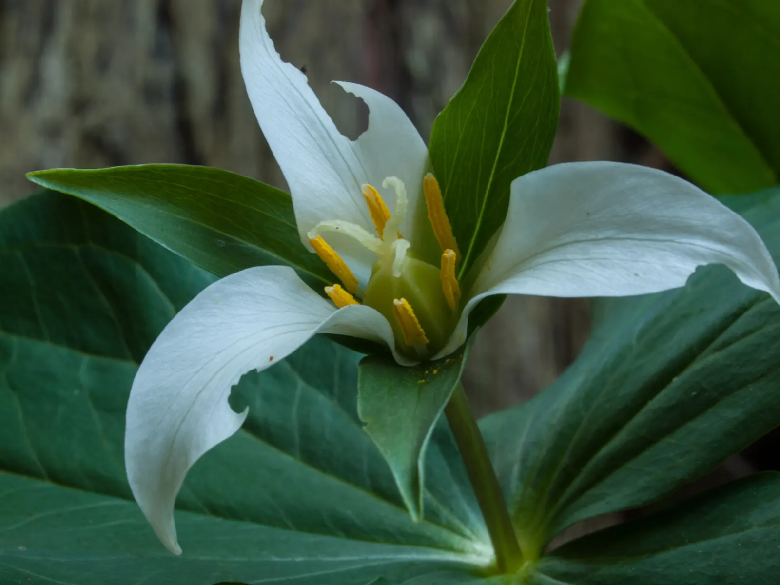 Western Trillium (Trillium Ovatum) — mimicking its natural habitat in the understory of temperate forests; bulb / perennial with white blooms