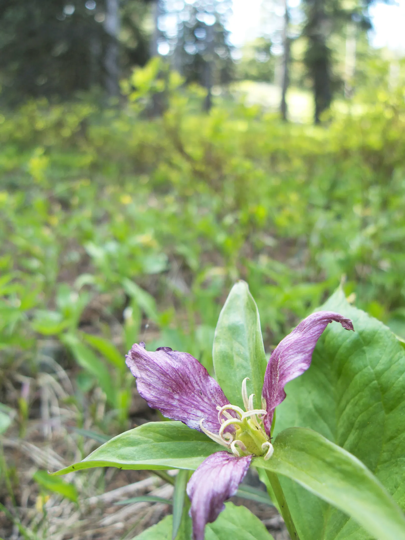 Western Trillium (Trillium Ovatum) — an added benefit in areas where deer browse is a concern