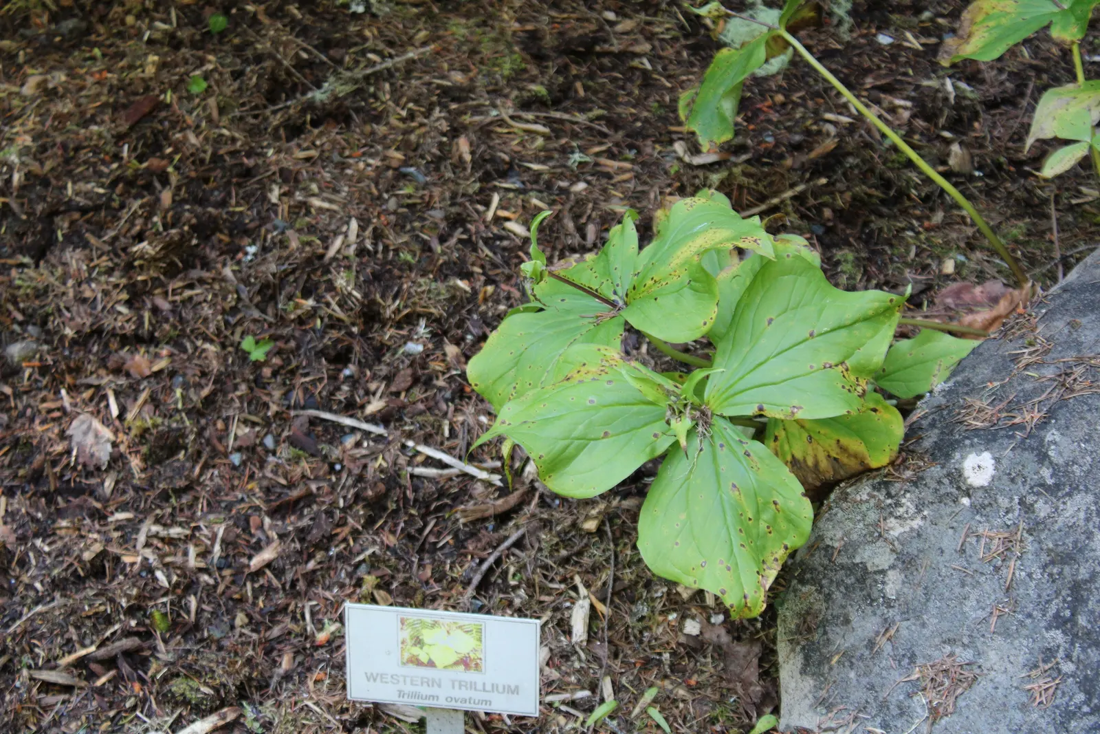 Western Trillium (Trillium Ovatum) — A member of the Trillium family