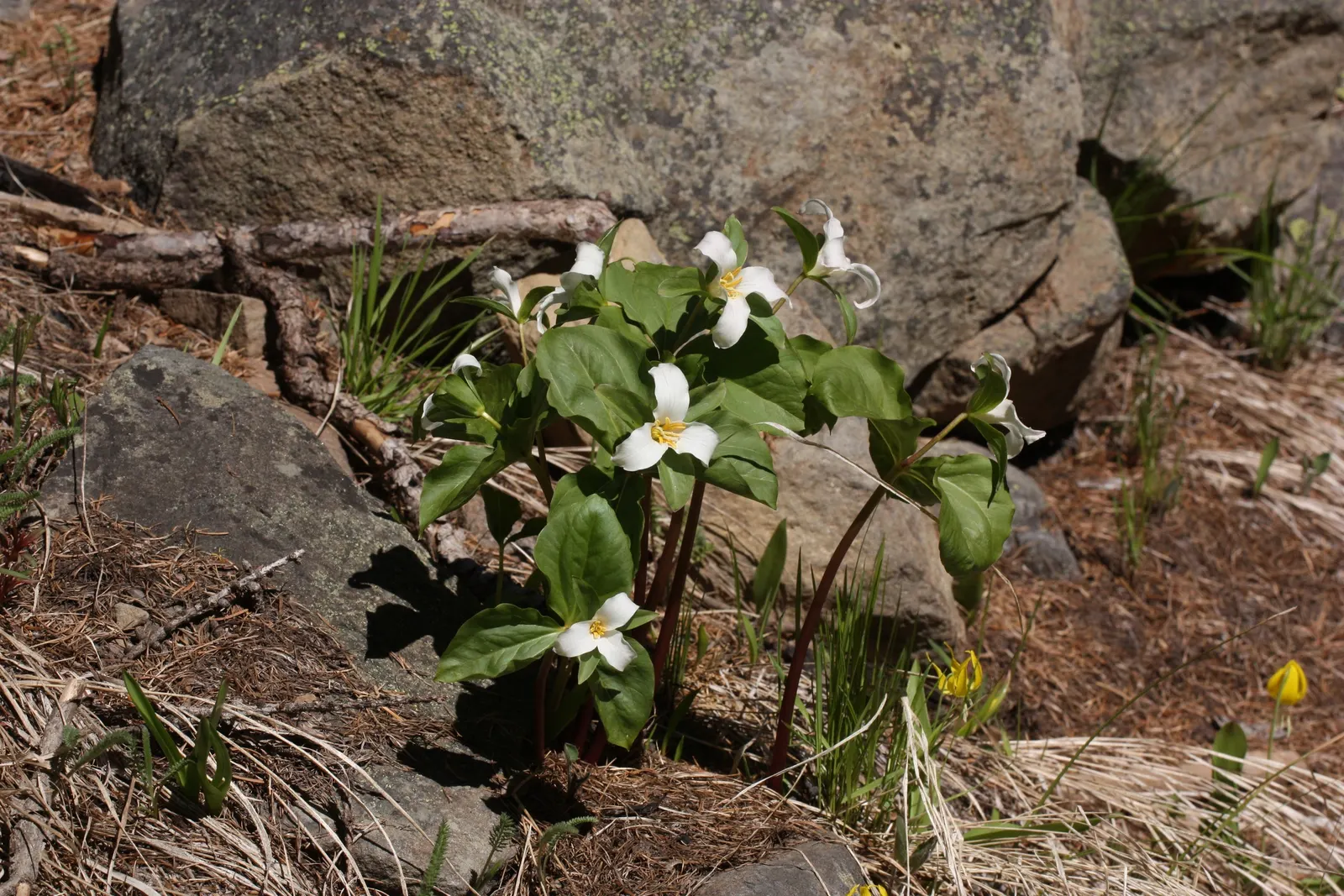 Western Trillium (Trillium Ovatum) — However, it is pivotal to ensure consistent soil moisture, especially in drier seasons; it is also an attractive plant for
