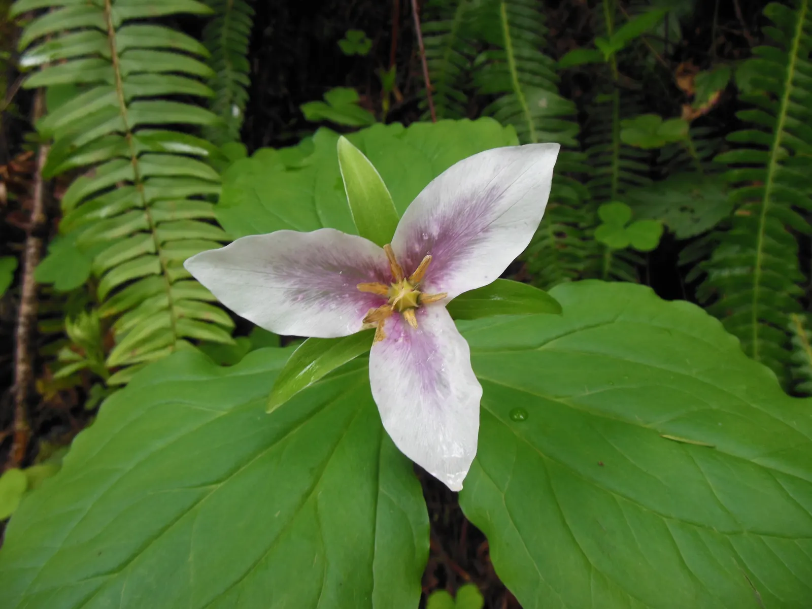 Western Trillium (Trillium Ovatum) — well-drained soil and reaches a modest height of 12 to 18 inches; this cycle makes it an excellent complement to spring