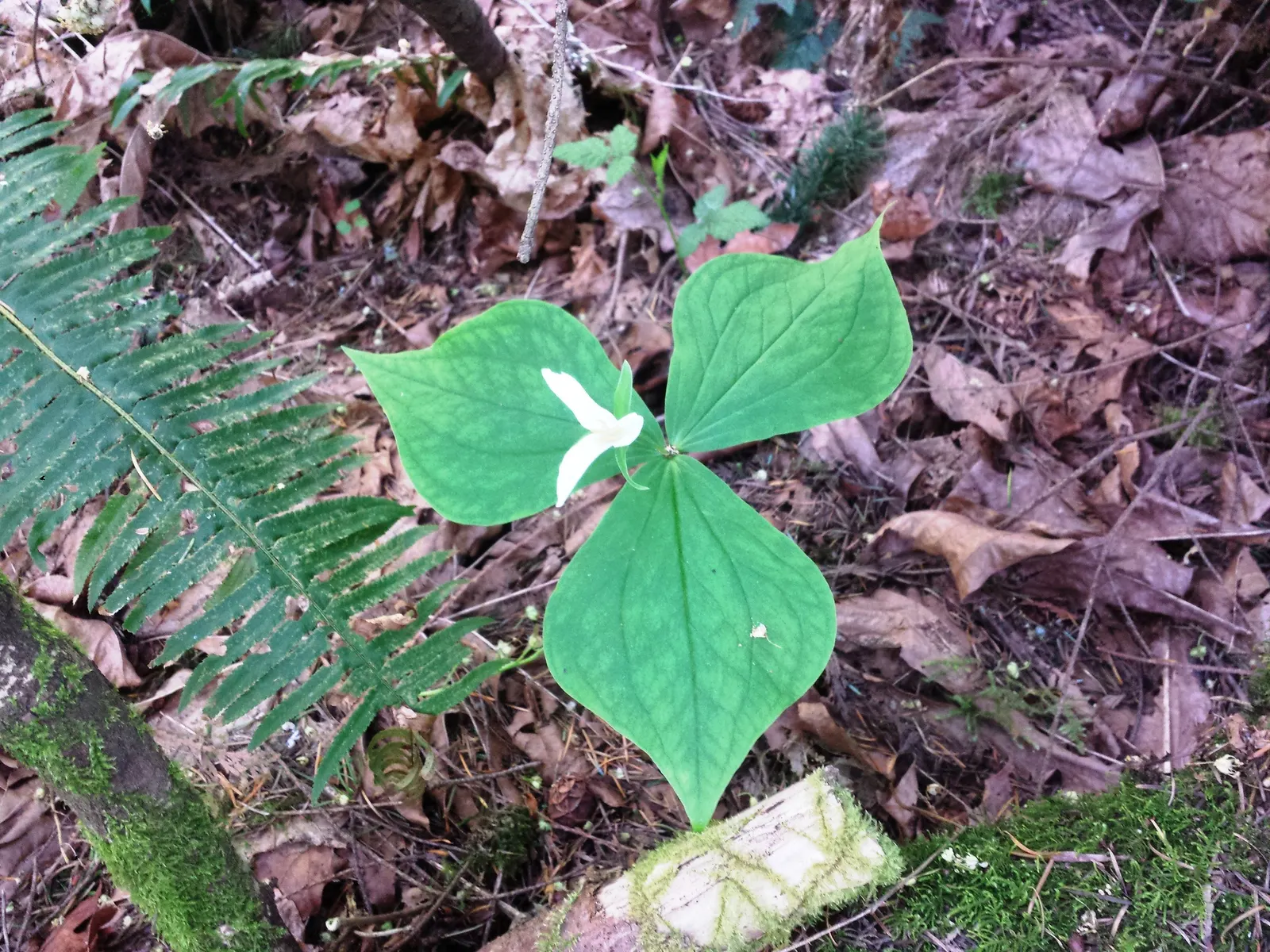 Western Trillium (Trillium Ovatum) — displaying an impressive spread of 2 to 3 inches