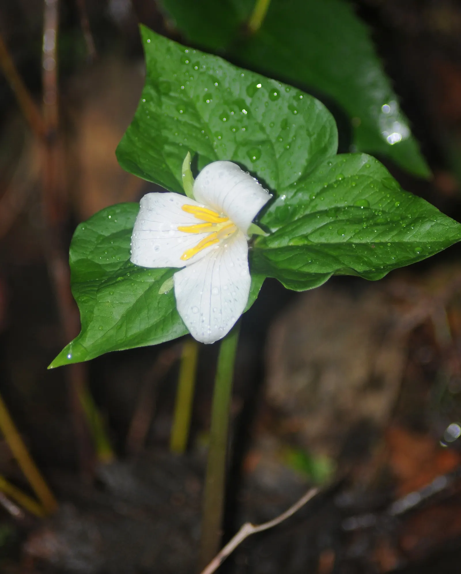 Western Trillium (Trillium Ovatum) — undergo a fascinating transformation as they age; contributing to an evolving garden landscape
