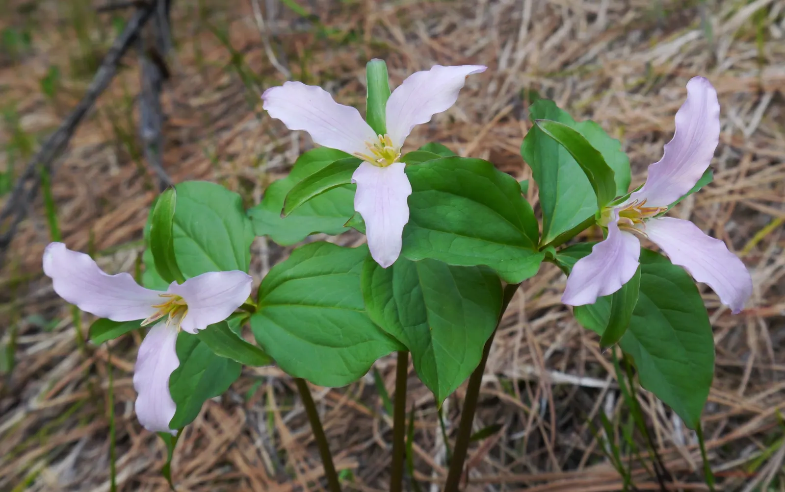 Western Trillium (Trillium Ovatum) — Ideal for woodland gardens, it adds a touch of spring elegance and naturalizes well in USDA zones 5-9