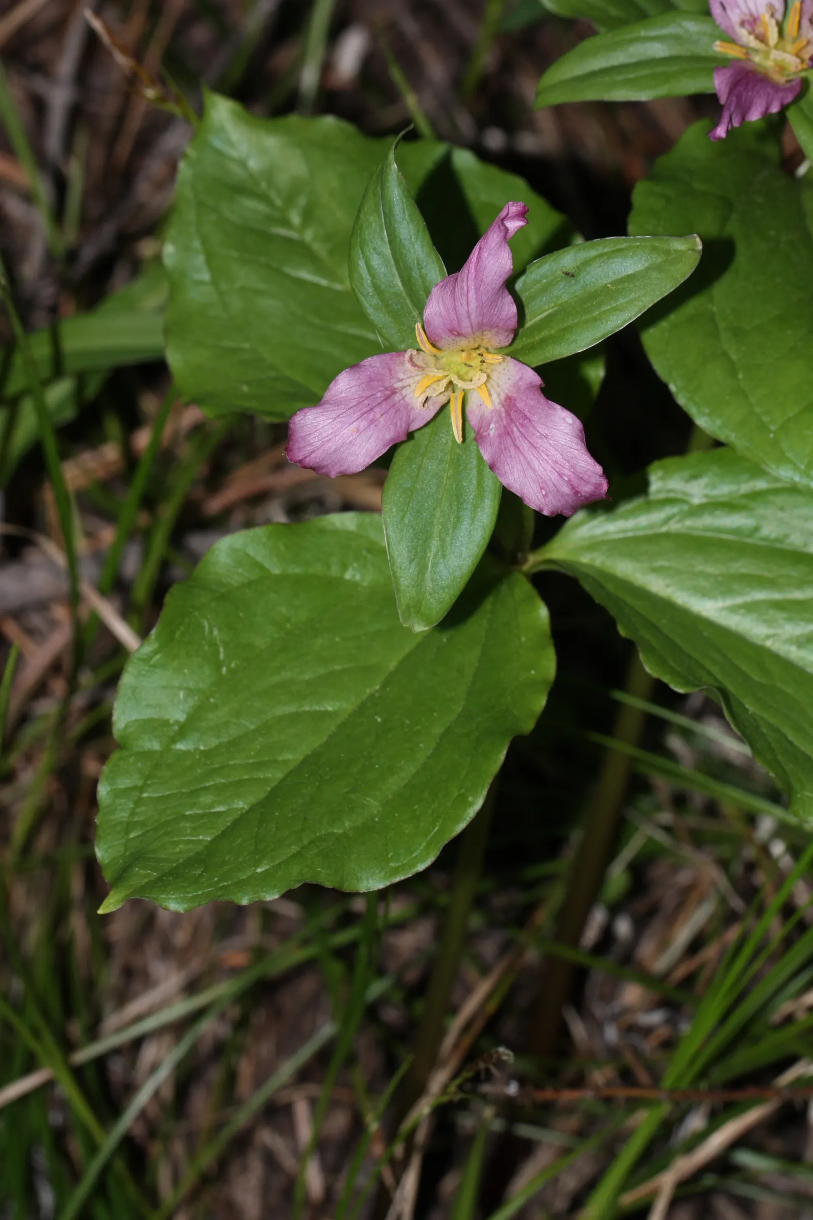 Western Trillium (Trillium Ovatum) — white flowers in the garden
