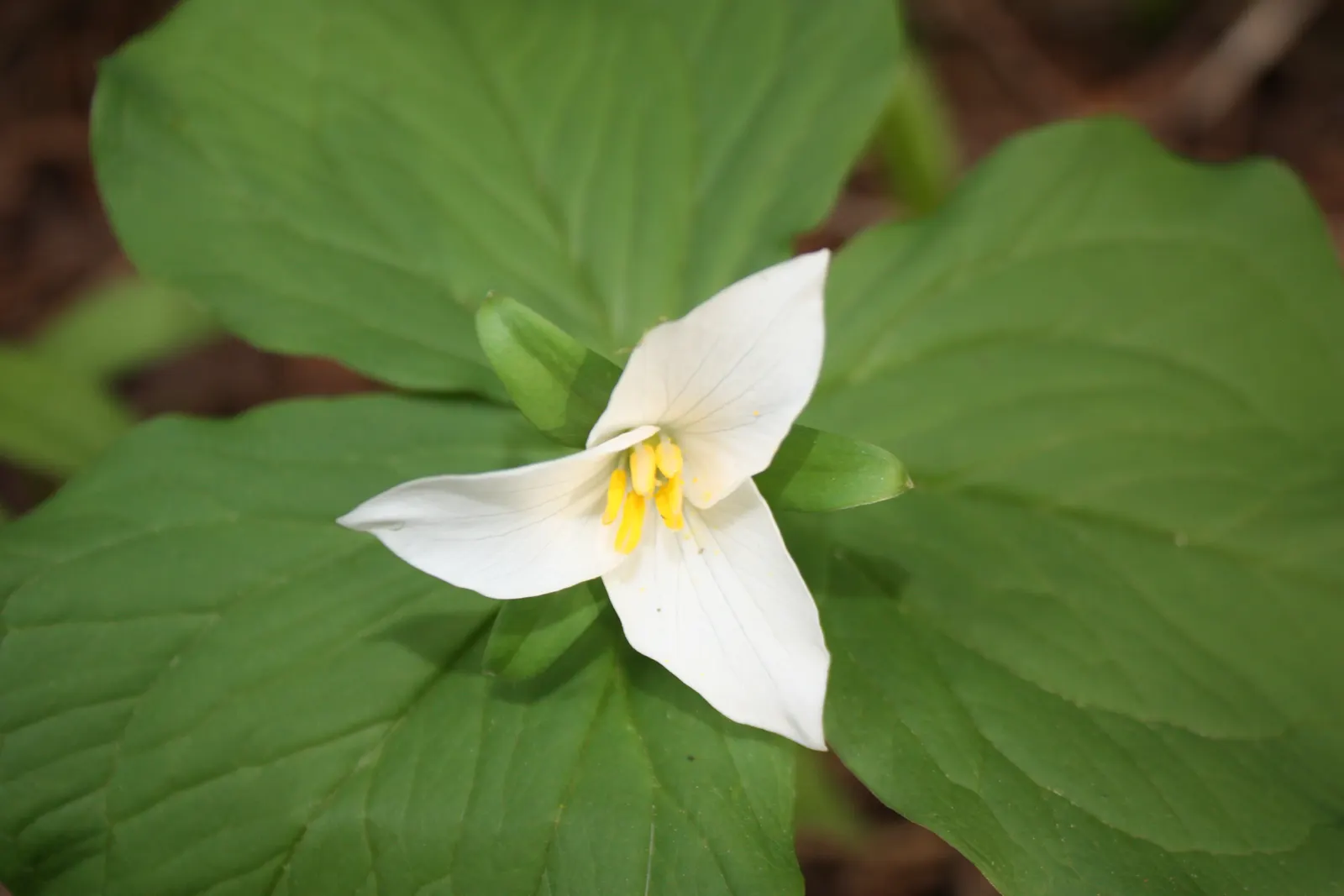 Western Trillium (Trillium Ovatum) — is a captivating herbaceous perennial that brings an elegant touch to woodland garden settings; the Wood Lily prefers moist