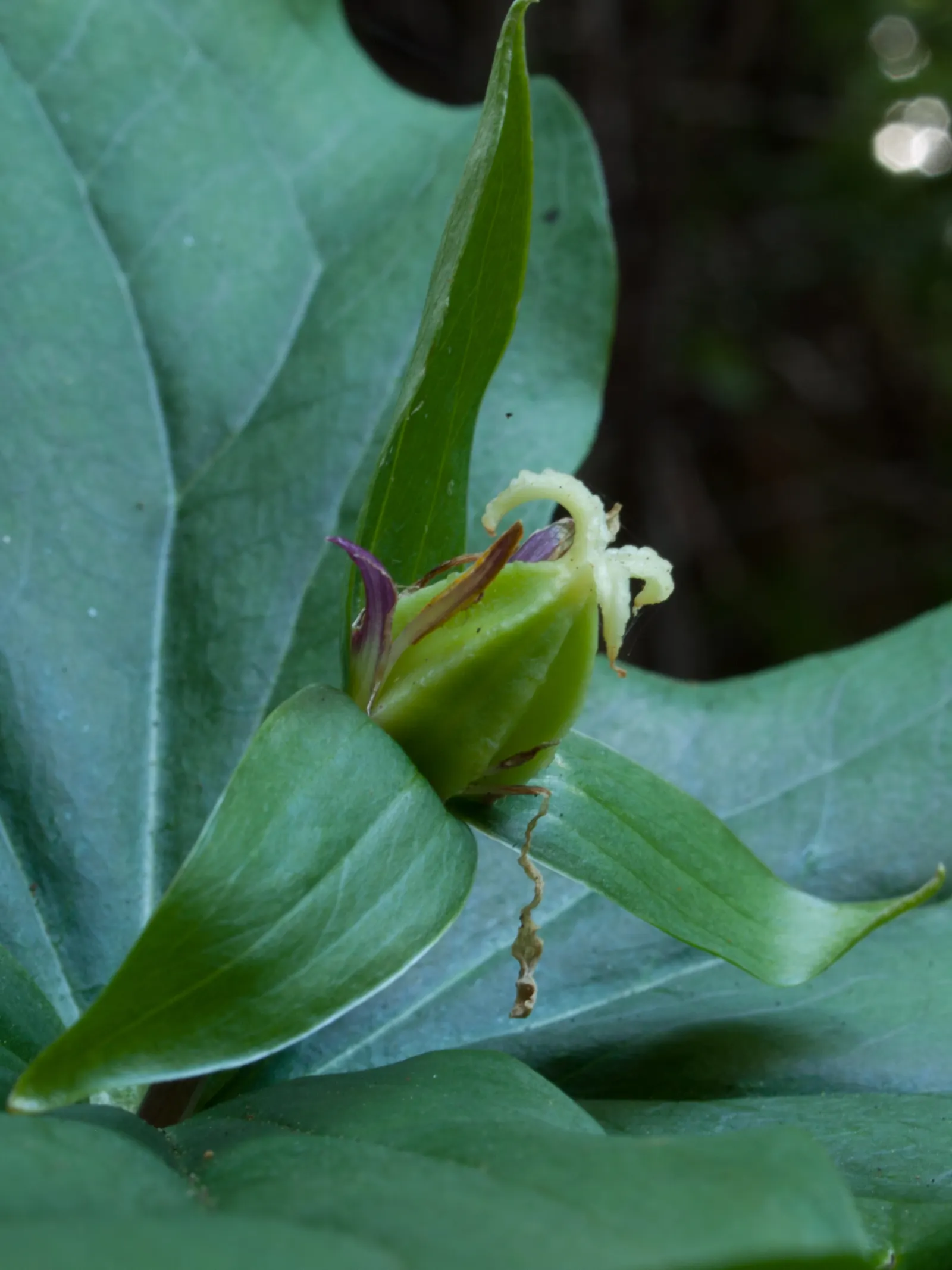 Western Trillium (Trillium Ovatum) — It is also an attractive plant for pollinators such as bees and is deer-resistant; bulb / perennial for half or shade