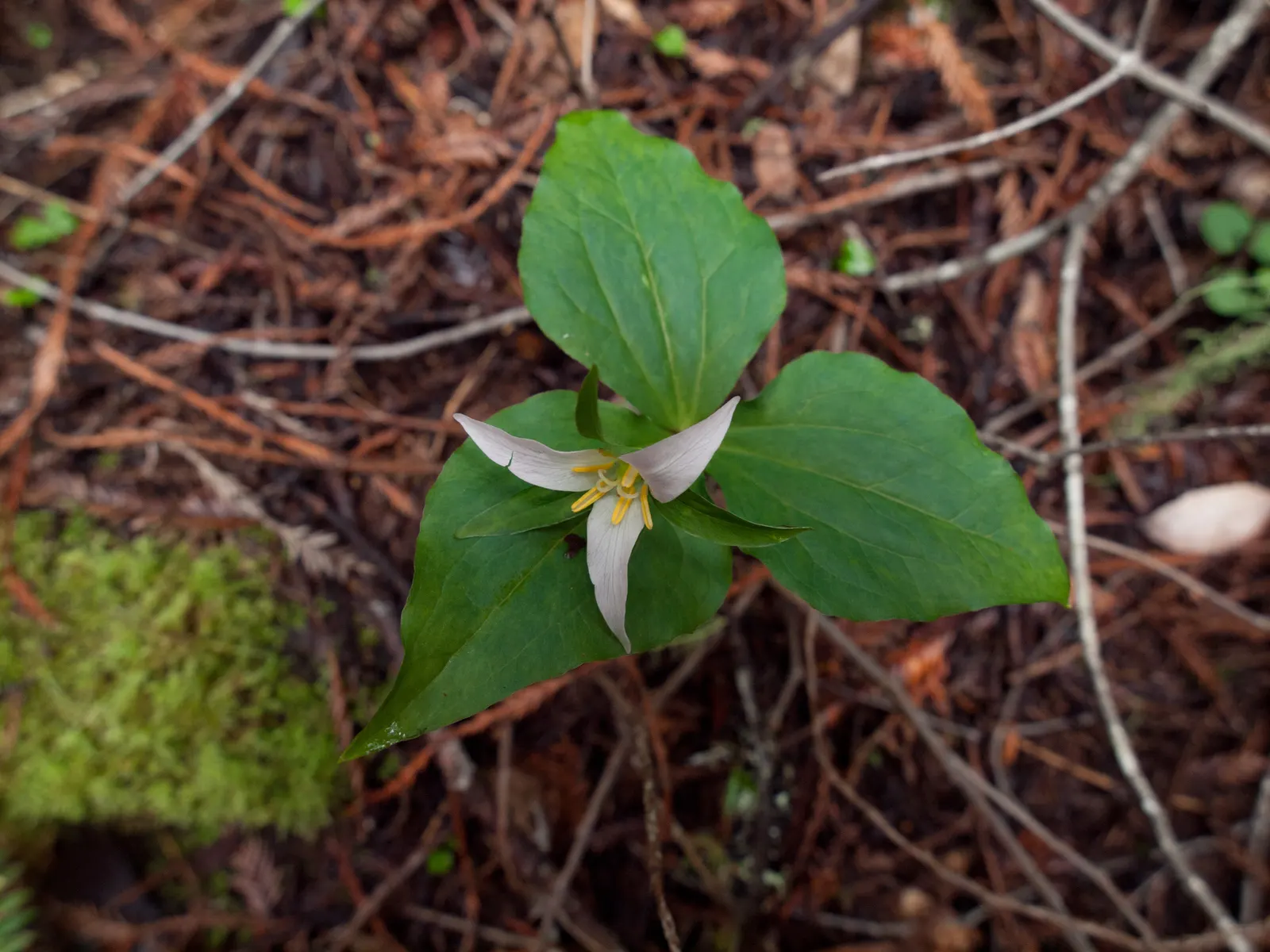 Western Trillium (Trillium Ovatum) — shifting from pristine white to a delicate pink hue.<br><br>Thriving in USDA hardiness zones 5 to 9; it flaunts, image 76
