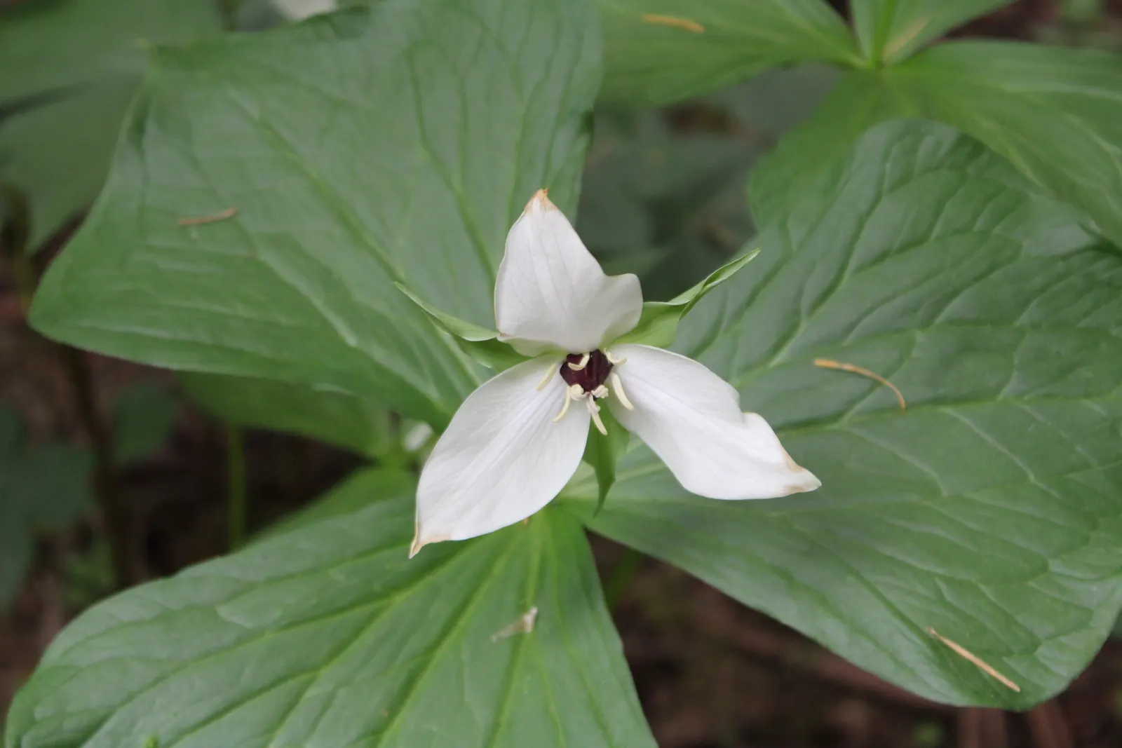 Western Trillium (Trillium Ovatum) — <br><br>The Wood Lily is a low-maintenance species that, once established, requires minimal care