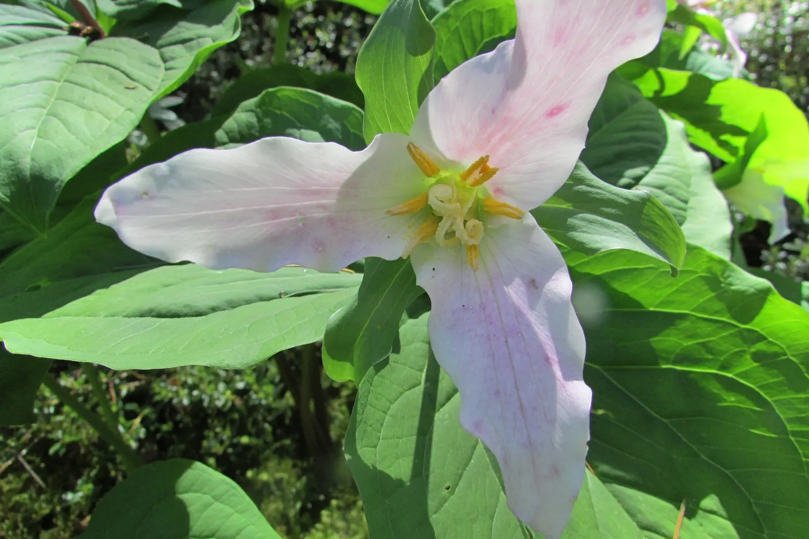 Western Trillium (Trillium Ovatum) — well-drained soil and reaches a modest height of 12 to 18 inches; this cycle makes it an excellent complement, image 66