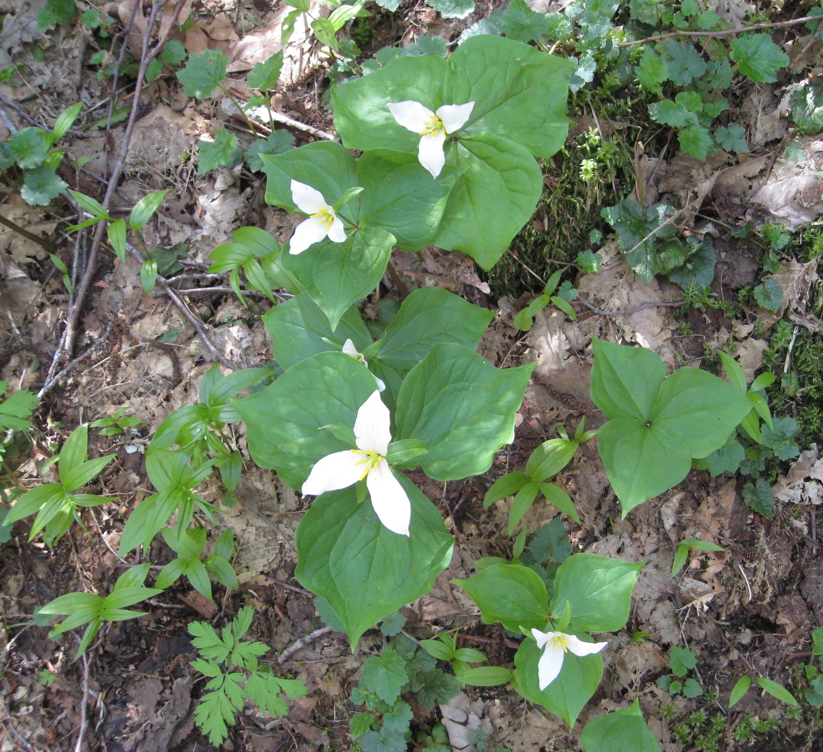 Western Trillium (Trillium Ovatum) — is a captivating herbaceous perennial that brings an elegant touch to woodland garden settings; the Wood Lily, image 69