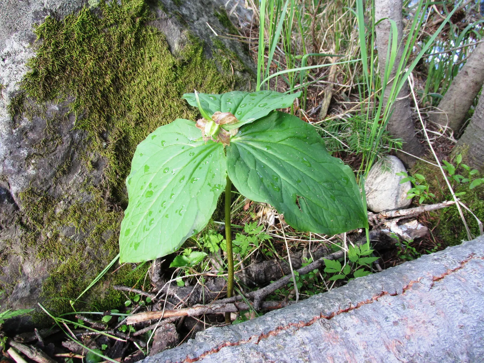 Western Trillium (Trillium Ovatum) — mimicking its natural habitat in the understory of temperate forests