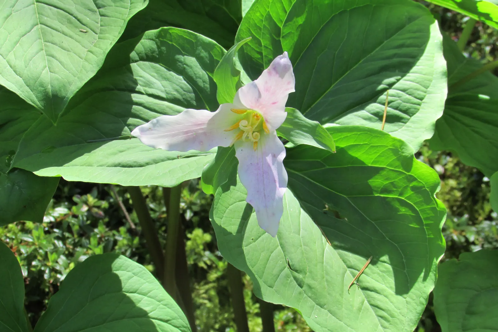 Western Trillium (Trillium Ovatum) — it is renowned for its three-petaled white flowers