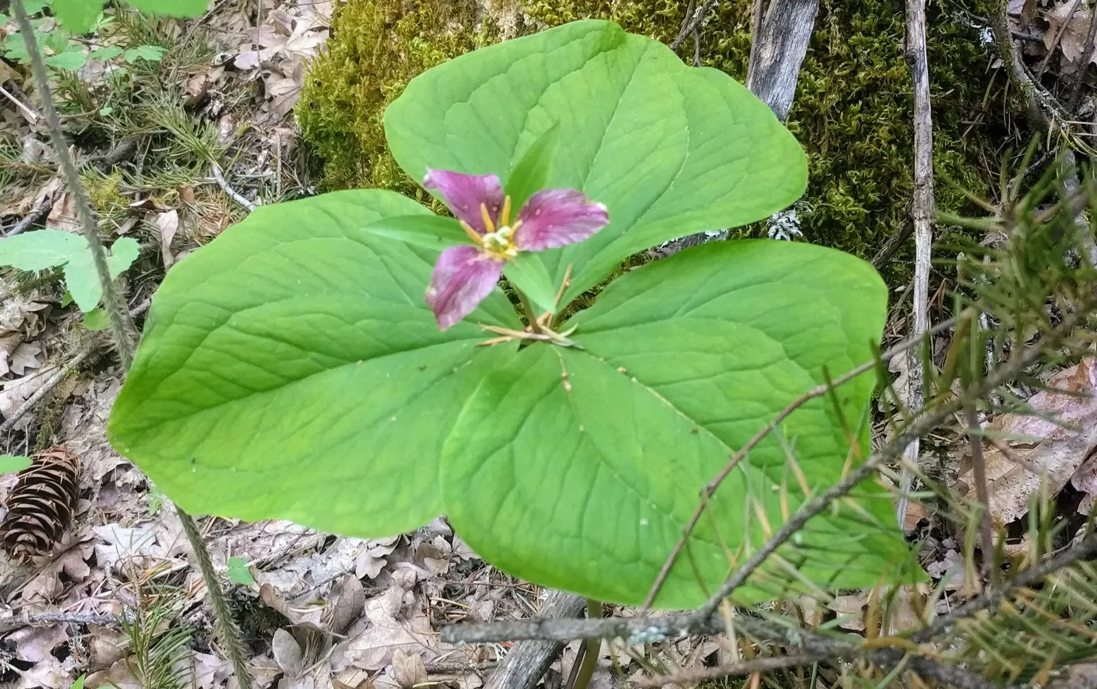 Western Trillium (Trillium Ovatum) — to emerge again in the spring; which bloom over a framework of three broad leaves