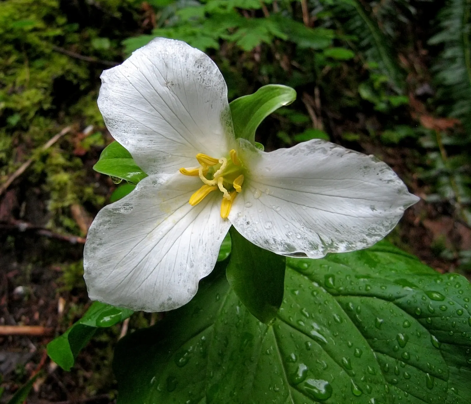 Western Trillium (Trillium Ovatum) — and well-drained soil with rich organic matter, image 47