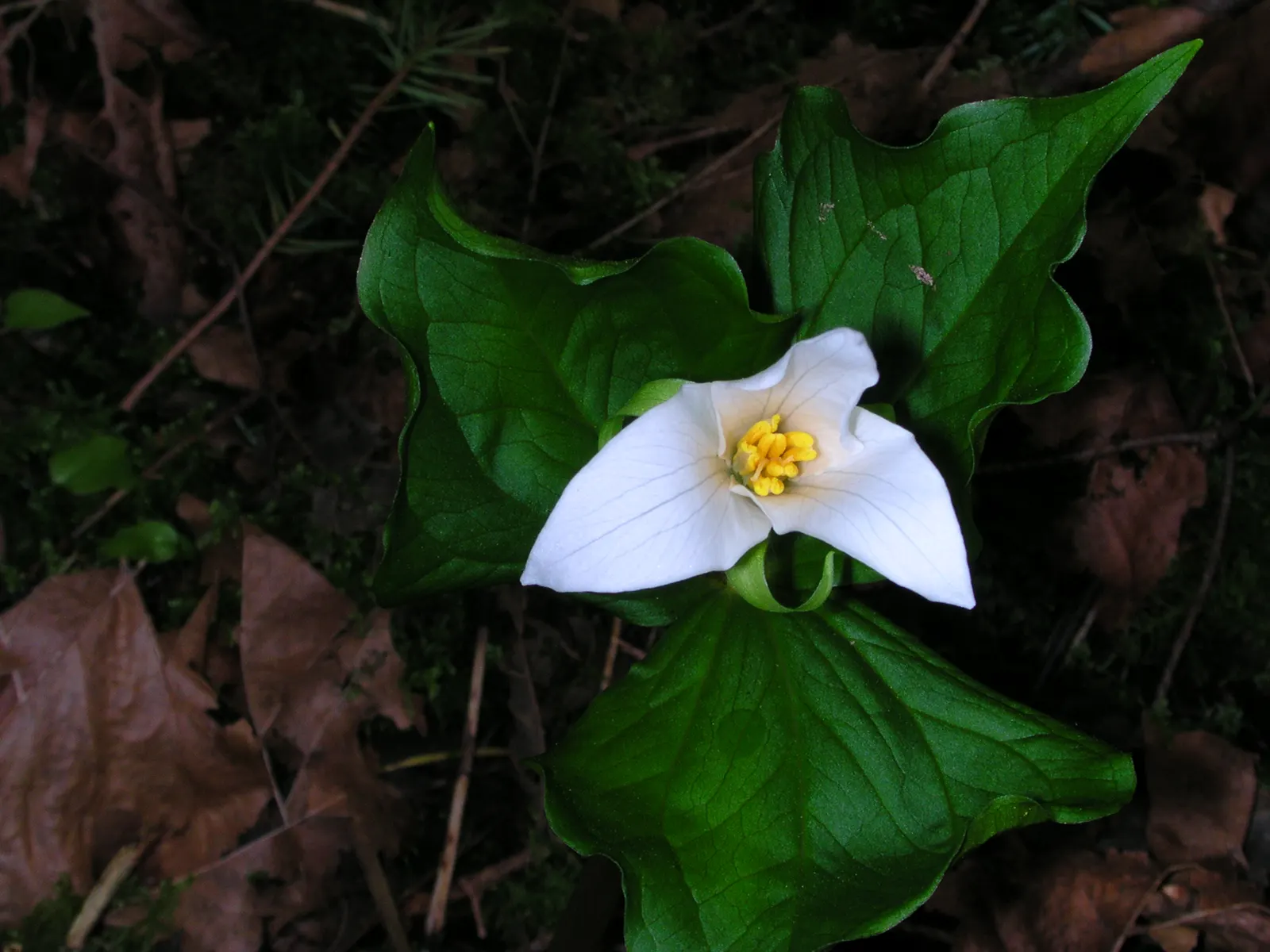 Western Trillium (Trillium Ovatum) — This shade-loving plant thrives in humus-rich; mimicking its natural habitat in the understory of temperate forests