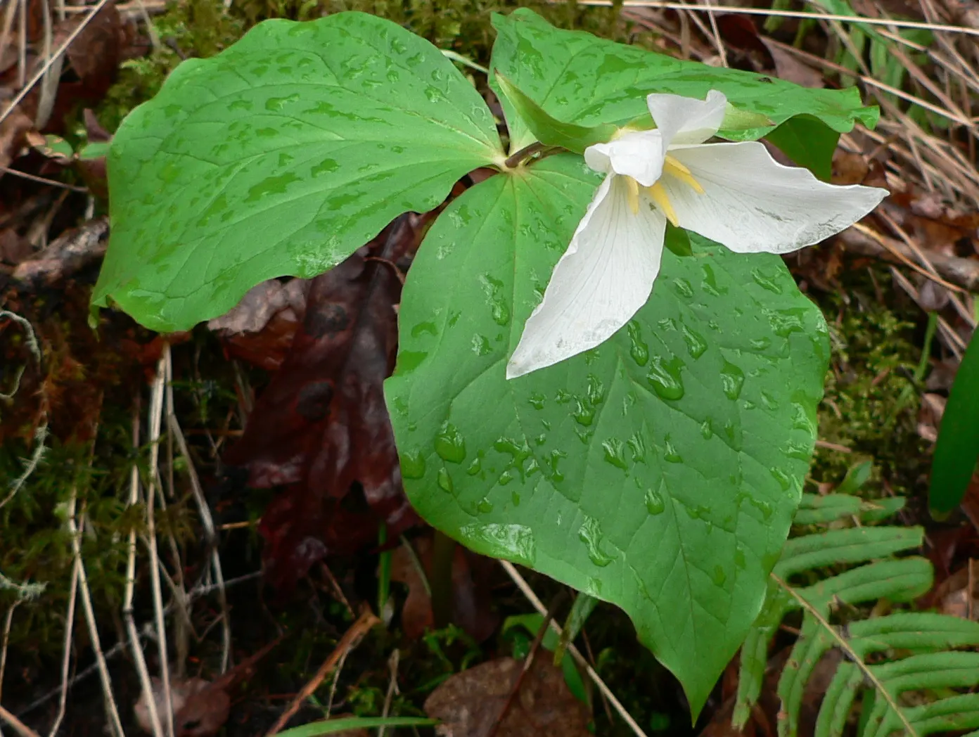 Western Trillium (Trillium Ovatum) — contributing to an evolving garden landscape