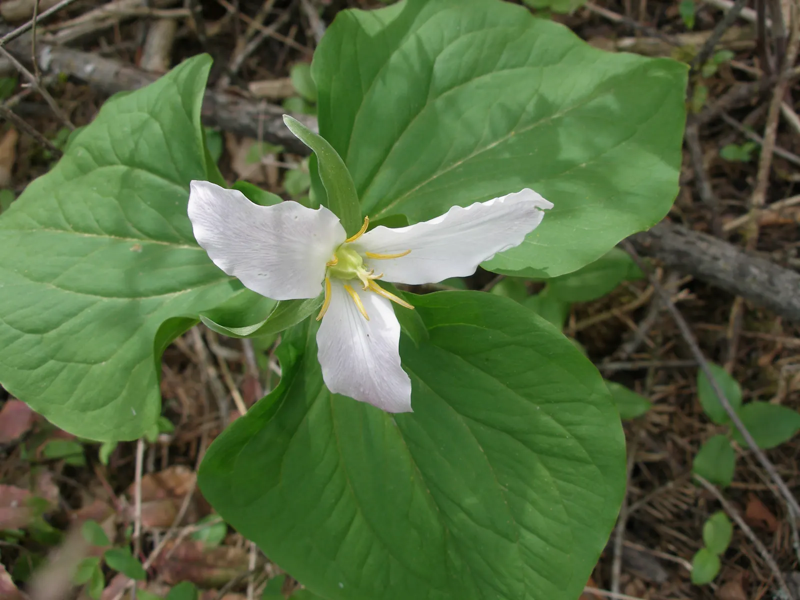Western Trillium (Trillium Ovatum) — shifting from pristine white to a delicate pink hue.<br><br>Thriving in USDA hardiness zones 5 to 9