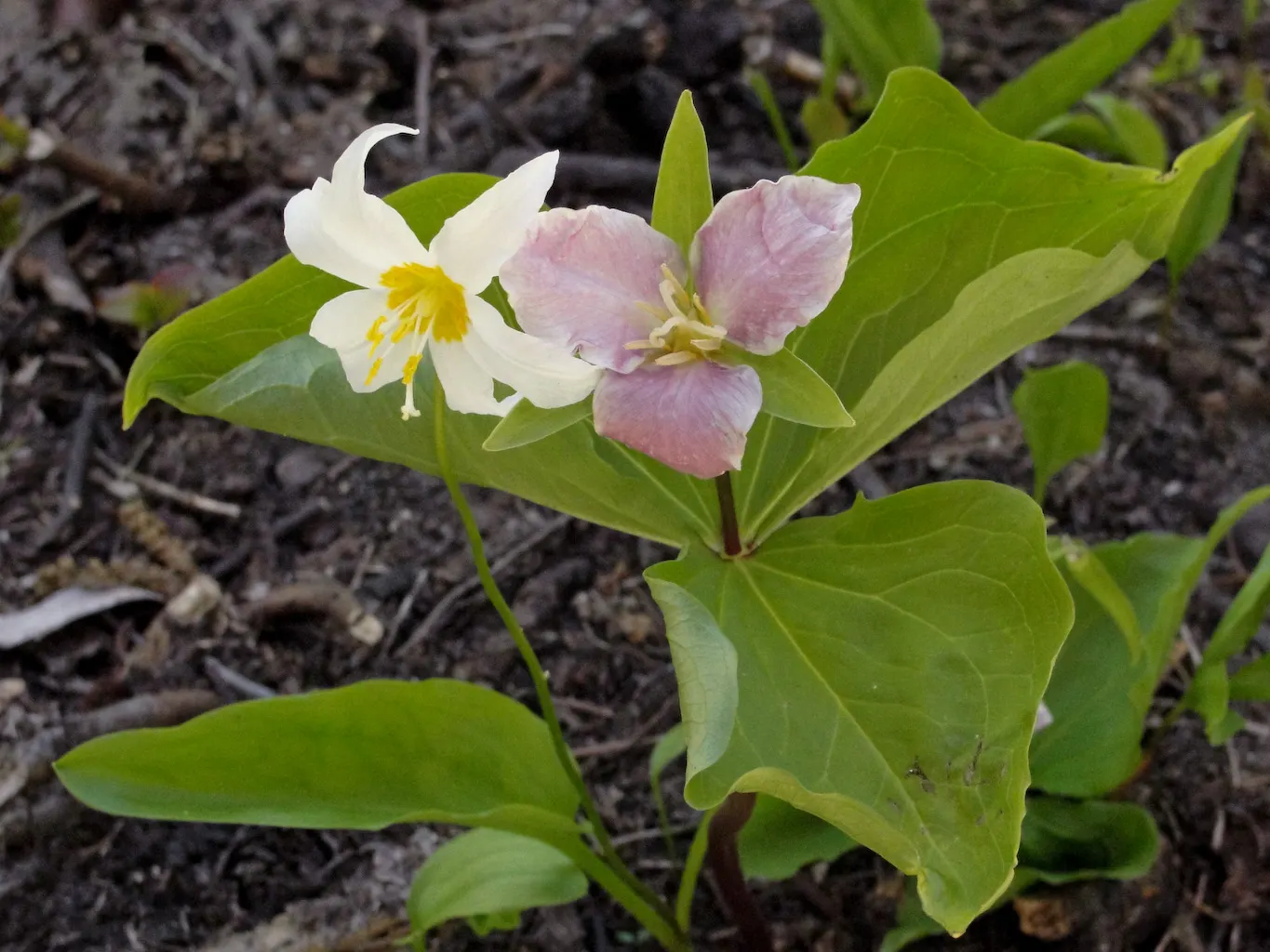 Western Trillium (Trillium Ovatum) — It flaunts three-petaled white blossoms that gradually turn pink, nestled atop a trio of broad, green leaves, image 64