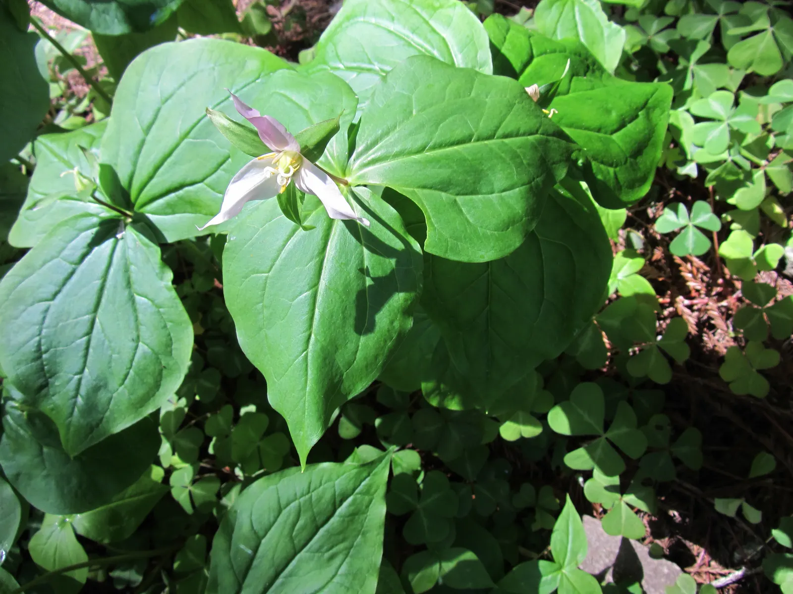 Western Trillium (Trillium Ovatum) — displaying an impressive spread of 2 to 3 inches; this plant typically attains a stature of 12 to 18 inches in, image 74