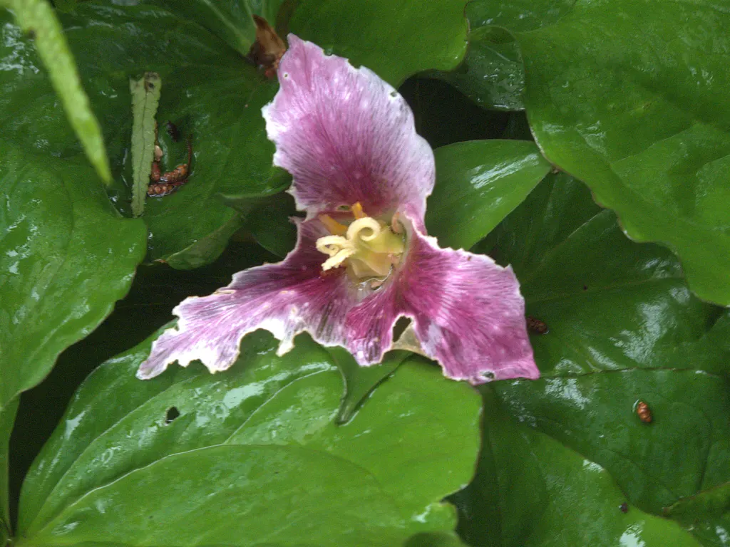 Western Trillium (Trillium Ovatum) — the Wood Lily will die back to the ground after flowering; this shade-loving plant thrives in humus-rich